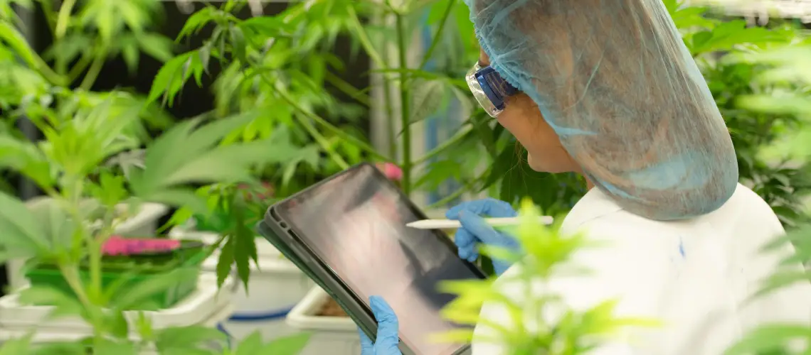 A young medical plant growing in a greenhouse with controlled lighting.