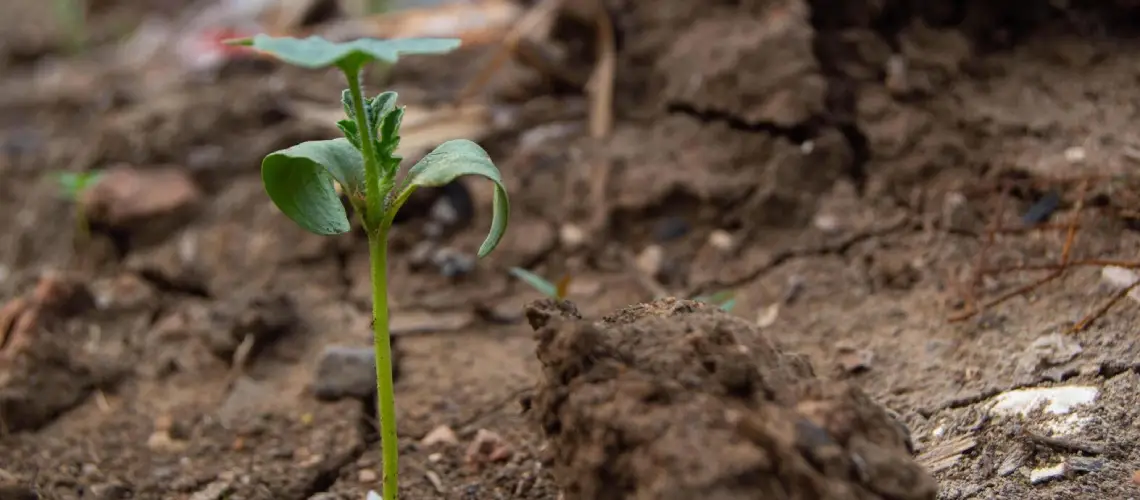 A close-up of rich, organic soil with a small medical plant seedling growing in it